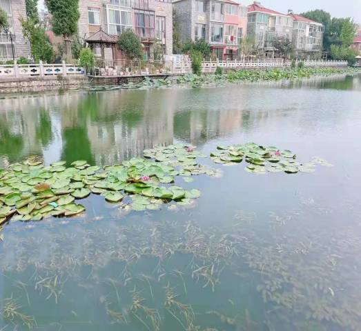沉水植物群落构建技术