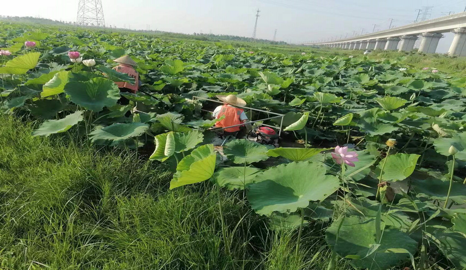 肥东县十八联圩湿地修复二期工程-施工及养护工程3标段
