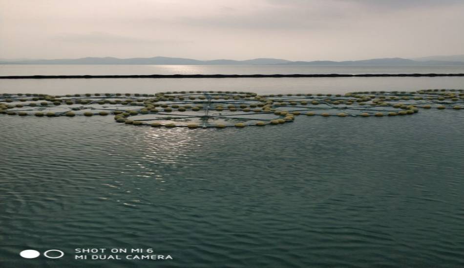 河北西大洋“白洋淀水生生物资源环境调查及渔业生态修复示范工程——上游库区渔业生态操控示范工程”