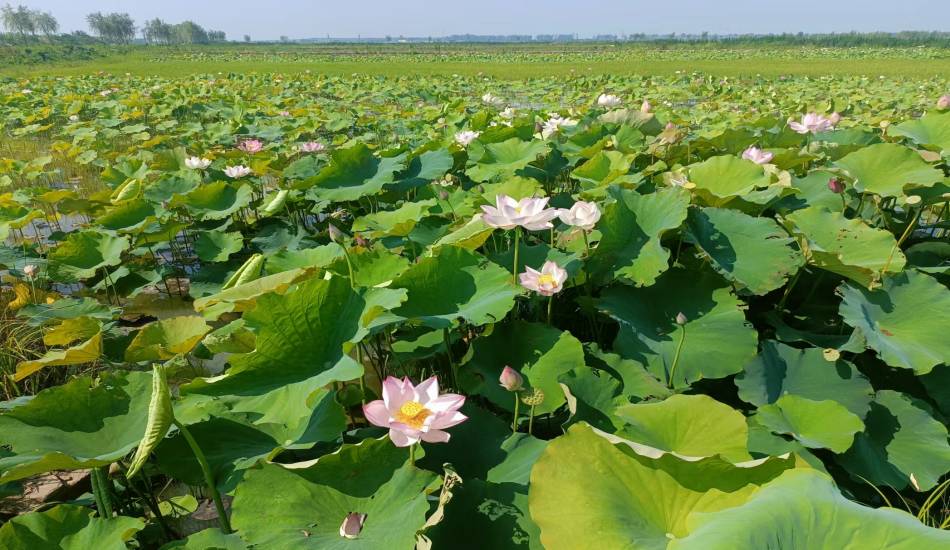 我司参与的合肥市肥东县十八联圩湿地修复工程二期工程即将完工